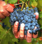 Niemcy praca w Stuttgarcie bez znajomości języka zbiory winogron od zaraz