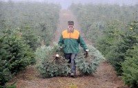 Sezonowa praca Dania w leśnictwie wycinka choinek Kolding bez języka