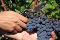 Sezonowa praca Anglia od zaraz przy zbiorze winogron bez języka Buckinghamshire