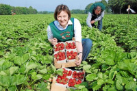 Praca w Niemczech na plantacji Cottbus przy zbiorach truskawek 2014