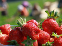 Sezonowa praca Anglia przy zbiorach owoców bez języka na wakacje 2014 Ashford