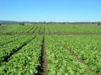 Praca w Anglii bez znajomości języka przy zbiorach owoców na sezon 2014