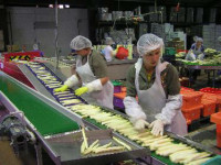 Praca w Norwegii na produkcji przy pakowaniu warzyw bez języka Bergen