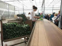 Norwegia praca sezonowa przy sortowaniu bez znajomości języka Buskerud