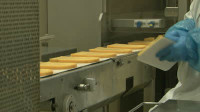 Dam pracę w Holandii na produkcji serów bez znajomości języka Zeewolde Dam pracę w Holandii na produkcji serów bez znajomości języka Zeewolde