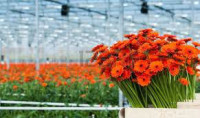 Praca Holandia w szklarni przy kwiatach bez języka od zaraz Uithoorn