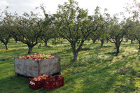 Oferta sezonowej pracy w Niemczech przy zbiorach jabłek bez języka Cottbus