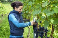Od zaraz Anglia praca sezonowa dla Polaków przy zbiorach winogron Lancaster Od zaraz Anglia praca sezonowa dla Polaków przy zbiorach winogron Lancaster
