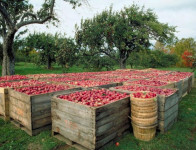 Oferta sezonowej pracy w Holandii przy zbiorach owoców bez języka Haga