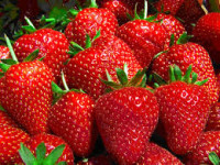 Dam pracę w Holandii przy zbiorach truskawek szklarniowych bez języka Limburgia