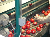 Praca w Holandii przy pakowaniu warzyw i owoców bez języka Eindhoven