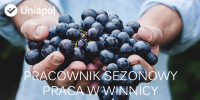 Sezonowa praca we Francji w winnicy 2015
