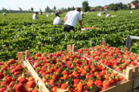 Sezonowa Dania praca na wakacje przy zbiorach truskawek od zaraz