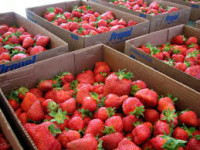 Oferta sezonowej pracy w Norwegii przy zbiorach truskawek bez języka Mesnali