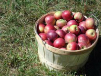 Praca Anglia w Faversham bez języka przy zbiorach jabłek od zaraz