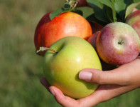 Bez znajomości języka Anglia praca sezonowa przy zbiorach jabłek i gruszek