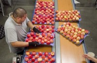 Praca Niemcy bez znajomości języka dla par pakowanie owoców Frankfurt