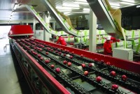 Anglia praca na produkcji przy pakowaniu, sortowaniu owoców bez języka Londyn