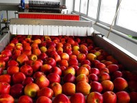 Od zaraz praca Holandia bez języka w Eindhoven przy pakowaniu owoców i warzyw