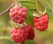 Dam sezonową pracę w Anglii zbiory truskawek i malin bez języka od zaraz Kent