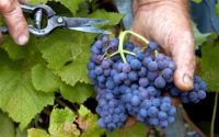 Sezonowa praca w Niemczech przy zbiorach winogron bez języka 2017 winobranie Kröv