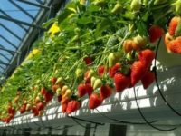 Sezonowa praca Holandia – zbiór truskawek szklarniowych (wiszących) 2018