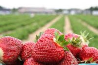 Oferta sezonowej pracy w Szwecji 2018 przy zbiorach truskawek bez języka Olofström
