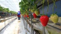 Oferta sezonowej pracy w Danii bez języka przy zbiorach truskawek od zaraz Rosklide Oferta sezonowej pracy w Danii bez języka przy zbiorach truskawek od zaraz Rosklide