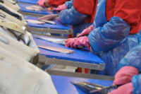 Dania praca na produkcji bez znajomości języka przy rybach 2018 Skagen