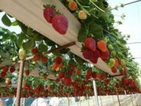 Oferta sezonowej pracy w Holandii – zbiór truskawek szklarniowych wiszących Oferta sezonowej pracy w Holandii – zbiór truskawek szklarniowych wiszących