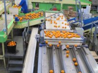 Praca Holandia od zaraz bez znajomości języka na produkcji sortowanie owoców, Venlo