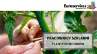 Planty pomidorów Holandia praca w ogrodnictwie od zaraz, Haarsteeg 2019