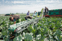 Oferta sezonowej pracy w Szwecji bez języka od maja 2019 przy zbiorach na farmie warzywnej Landskrona