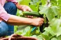 Dam sezonową prace w Holandii przy zbiorze i pielęgnacji ogórków w szklarni, Venlo