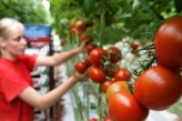 Sezonowa praca w Holandii przy zbiorach i pielęgnacja pomidorów od zaraz 2019