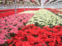 Holandia praca bez znajomości języka w ogrodnictwie przy kwiatach doniczkowych, Breda