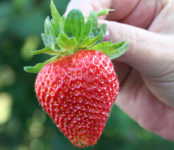 Bez znajomości języka sezonowa praca Niemcy od zaraz zbiory truskawek i szparagów Hanower