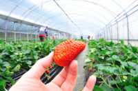 Holandia praca sezonowa zbiory truskawki podwieszanej pod wiatami, Venlo