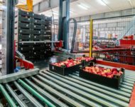 Holandia praca dla par na produkcji bez znajomości języka przy owocach i warzywach, Venlo