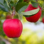 Sezonowa praca w Belgii od zaraz przy zbiorach jabłek i gruszek, Alken 2019