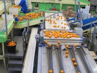 Dla par Holandia praca bez znajomości języka na produkcji sortowanie owoców i warzyw, Venlo