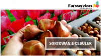 Dam fizyczną pracę w Holandii – sortowanie cebulek tulipanów Dirksland