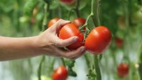 Dam sezonową pracę w Holandii od zaraz przy zbiorach pomidorów, Someren