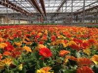 Sezonowa praca w Danii od zaraz ogrodnictwo przy kwiatach bez języka duńskiego Aarhus 2020