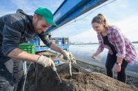 Sezonowa praca w Holandii bez języka – zbiór szparagów i sortowanie, Venlo 2020
