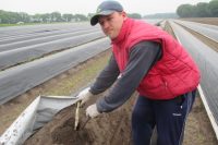 Sezonowa praca w Niemczech od kwietnia 2020 przy zbiorach szparagów bez języka Salem