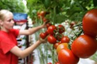 Sezonowa praca Anglia od zaraz przy zbiorach pomidorów bez znajomości języka Cambridge 2020 Sezonowa praca Anglia od zaraz przy zbiorach pomidorów bez znajomości języka Cambridge 2020