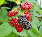 Dam sezonową pracę w Anglii bez języka przy zbiorach owoców od zaraz Chichester Dam sezonową pracę w Anglii bez języka przy zbiorach owoców od zaraz Chichester