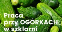 Holandia praca od zaraz w ogrodnictwie dla par przy ogórkach w szklarni z Venlo