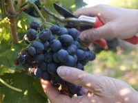 Sezonowa praca w Anglii zbiory winogron od zaraz w Billingahm UK 2021 Sezonowa praca w Anglii zbiory winogron od zaraz w Billingahm UK 2021